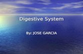 Digestive System By: JOSE GARCIA. mouth Esophagus.