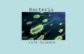 Bacteria Life Science. What type of cell are bacteria? Prokaryotic –No Nucleus or membrane bound organelles.