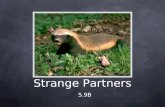Strange Partners 5.9B. Strange Partners A ratel, or honey badger, is peacefully resting. Suddenly, a small bird begins to flutter around the ratel's head.
