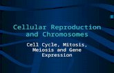 Cellular Reproduction and Chromosomes Cell Cycle, Mitosis, Meiosis and Gene Expression