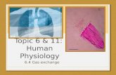 Topic 6 & 11: Human Physiology 6.4 Gas exchange. Draw, label, and annotate the ventilation system + alveoli diagram Teachpe.com.