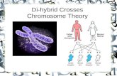 Di-hybrid Crosses Chromosome Theory. Chromosome Theory of Inheritance Walter Sutton:  Proposed the theory in which genes were carried on chromosomes.