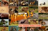 What is a mammal? Mammals are animals that use lungs to breathe air, produce milk, are warm- blooded, vertebrates and are covered in hair.animalsair milk.