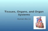 Tissues, Organs, and Organ Systems Human Bio 11. Body Organization Organelle Cell Tissue Organ Organ System Organism.