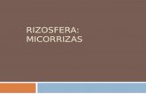 RIZOSFERA: MICORRIZAS. RIZOSFERA  Región del suelo ocupada por las raíces de las plantas.  Actividad microbiológica dinámica.  Interacción con propiedades.