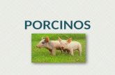 PORCINOS. 1° Jornada Porcina – Manejo del Lechón Lactante Producción Porcina Objetivo DESTETAR > N° LECHONES HEMBRA/AÑO.