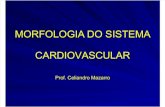 Morfologia Do Sistema Cardiovascular