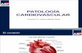- Patologia Cardiovascular