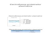 Electroforeza proteinelor plasmatice