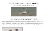 Black Bellied Tern