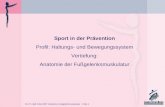 311 P-HuB Folie 2007 Anatomie Fußgelenkmuskulatur - Folie 1 Sport in der Prävention Profil: Haltungs- und Bewegungssystem Vertiefung: Anatomie der Fußgelenksmuskulatur.