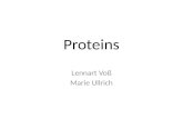 Proteins Lennart Vo Marie Ullrich. 1. Central questions What are proteins? How does the human body produce proteins? Which functions do proteins fulfill?
