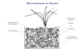 Microhabitate im Boden Lückenraum- system: Wasser Luft Schleime Staunässe (anaerobe Zonen) Rhizosphäre Bodenpartikel (Carbonate)