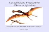 Kurzschwanz-Flugsaurier (Pterodactyloidea) Zoologie-Seminar 1./2. März 2008 - Evolution des Tierfluges Sabrina Kobbe.