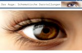 03 / Sehen Das Auge: Schematische Darstellungen. 03 / Sehen Das Auge: Schematische Darstellungen.