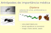 Artrópodes de importância médica Diptera – vetores de vírus, protozoários e helmintos – HOLOMETÁBOLOS – larvas aquáticas ou terrestres – imago: inseto.