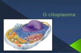 2 partes › Citosol ou hialoplasma  Parte líquida › Organoides ou organelas  Desempenham funções vitais à célula.