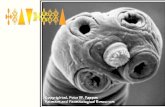 Cestóides acelomados, simetria bilateral triploblásticos - mesoderma verdadeiro sem aparelho digestivo nem estruturas respiratórias ou circulatórias especializadas.