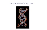 ÁCIDOS NUCLEICOS. 1. CONCEITO 2. COMPONENTES BIOQUÍMICOS a- CARBOIDRATOS.
