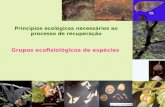 Princípios ecológicos necessários ao processo de recuperação Grupos ecofisiológicos de espécies.