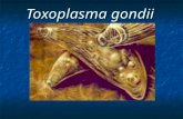 Toxoplasma gondii. Classificação Filo Apicomplexa Classe Sporozoae Ordem Eucoccídea Família Sarcocystidae Subfamília Toxoplasmatinae Gênero Toxoplasma.