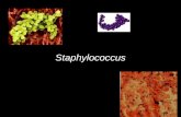 Staphylococcus. CARACTERÍSTICAS DOS ESTAFILOCOCOS  Formam um grupo de 16 gêneros (mais de 20 espécies)  São cocos Gram-positivos  São bactérias piogênicas.