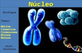 Biologia Temas: Núcleo Cromatina Cromossoma Mitose Meiose Prof. SóstenesNúcleo.