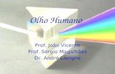 Olho Humano Prof. João Vicente Prof. Sérgio Magalhães Dr. André Lavigne.