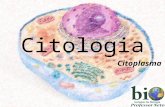 Citologia Citoplasma. C ITOLOGIA C ITOLOGIA - CITOPLASMA  Conhecida como a fábrica da célula;  Constituído por dois componentes:  Hialoplasma (ou citosol)