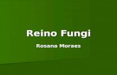 Reino Fungi Rosana Moraes. Orelha –de -pauLeveduras Orelha –de -pau Cogumelo