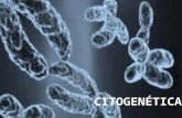 CITOGENÉTICA Estuda os cromossomos, sua estrutura, composição e papel na evolução e desenvolvimento de doenças. As primeiras ideias sobre cromossomos.