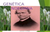 Ivanise C.S.Mota GENÉTICA MENDELIANA. LEIS MENDELIANAS  Gregor Mendel (1822-1884) -Ervilha Pisum sativum) - Mosteiro de Brunn, na Áustria.  Primeira.