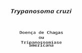 Trypanosoma cruzi Doença de Chagas ou Tripanossomíase americana.