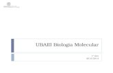 UBAIII Biologia Molecular 1º Ano 2013/2014. 21/Nov/2013MJC-T09 Sumário:  Capítulo IX. Tradução da informação genética.  Iniciação  Alongamento  Término.