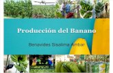 Proceso de la industria Bananera-Ecuador