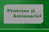 Proteine Si Aminoacizi
