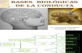2. Bases Biologicas de La Conducta
