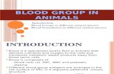 Blood Group in Animal