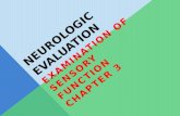 Neurologic Evaluation