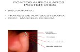 pontos auriculares posteriores