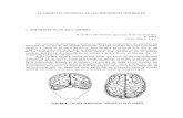 La Asimetria Funcional de Los Hemisferios Cerebrales
