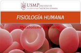 Fisiología Humana - Metabolismo Del Hierro - 2016