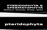 Spermatophyta & Pteridophyta