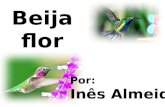 Beija Flor - Ines Almeida