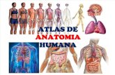 atlas dea natomia humana