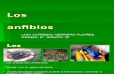 Los Anfibios-luis Alfredo Herrera