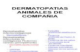 1-2 Dermatopatias. Animales de Compañia Pptx