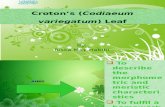 Puring(Codiaeum Variegatum) Leaf