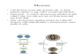 BIOL 3301 - Genetics Ch3B - Meiosis St