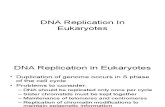 BIOL 3301 - Genetics Ch11B - DNA Replication in Eukaryotes St